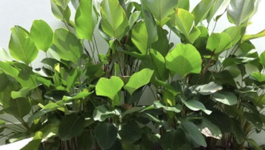 Calathea Lutea