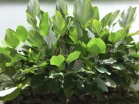 Dear Mamud, Ini Penampakan Tanaman Calathea Lutea & Gandasil
