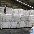 Pemerintah Deal Beli 100 Ribu Ton Gula, Petani Tebu Kipas-Kipas Duit 