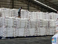 Pemerintah Deal Beli 100 Ribu Ton Gula, Petani Tebu Kipas-Kipas Duit