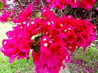 Bunda.. Tanaman Hias Ini Buat Rumah Cantik, Ditanam Outdoor