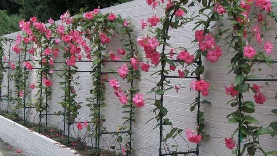 Mandevilla. Ist