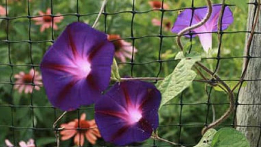 morning glory. Ist
