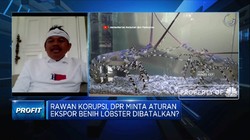 DPR MInta KKP Cabut Izin 14 Perusahaan Ekspor Benih Lobster