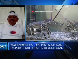 DPR MInta KKP Cabut Izin 14 Perusahaan Ekspor Benih Lobster