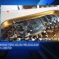 Kebijakan Ekspor Benih, Rugikan Nelayan & Pembudidaya Lobster