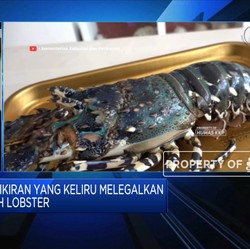 Kebijakan Ekspor Benih, Rugikan Nelayan & Pembudidaya Lobster