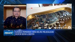 Kebijakan Ekspor Benih, Rugikan Nelayan & Pembudidaya Lobster