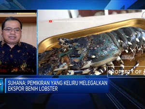Kebijakan Ekspor Benih, Rugikan Nelayan & Pembudidaya Lobster