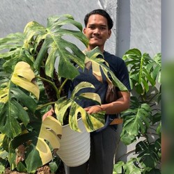 Geger Warga Kediri Tukar Avanza dengan Tanaman Hias 'Sultan'