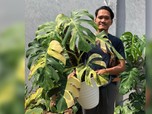 Geger Warga Kediri Tukar Avanza dengan Tanaman Hias 'Sultan'