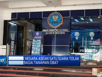 BNN Ajak Negara ASEAN Tolak Ganja Sebagai Tanaman Obat