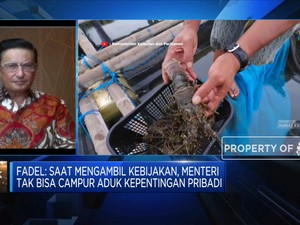 Eks Menteri KP: Ekspor Benur Bisa Lanjut Tapi Harus Dibatasi