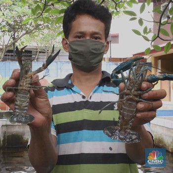 Cuan Bisnis Lobster Air Tawar yang Menggiurkan, Kamu Minat?