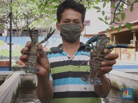 Cuan Bisnis Lobster Air Tawar yang Menggiurkan, Kamu Minat?