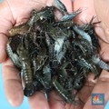 Resmi! Ekspor Benih Lobster Dilarang
