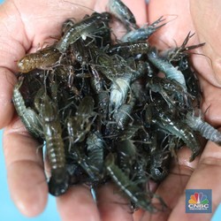 Ekspor Benih Lobster Tak Dapat Izin, Aturan Larangan Dibuat!