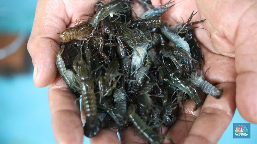 Lobster air tawar. (CNBC Indonesia/Tri Susilo)
