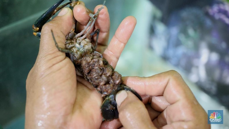 Lobster air tawar. (CNBC Indonesia/Tri Susilo)
