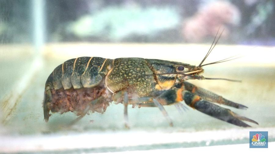 Lobster air tawar. (CNBC Indonesia/Tri Susilo)