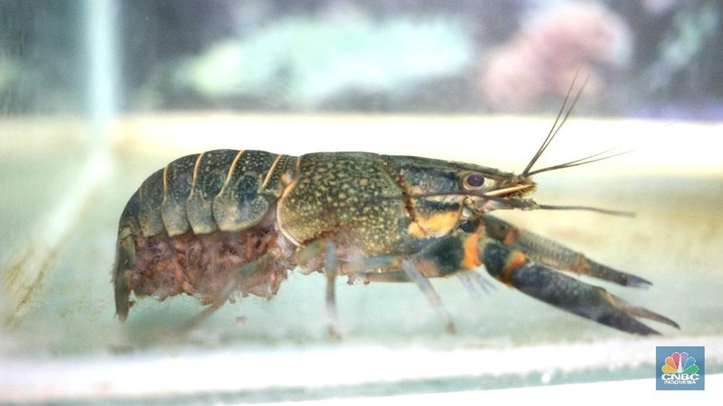 Lobster air tawar. (CNBC Indonesia/Tri Susilo)