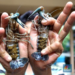 Trenggono: Singapura-Vietnam Untung Besar dari Lobster RI!