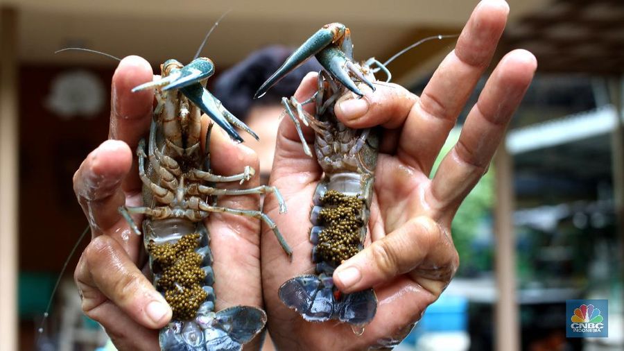 Lobster air tawar. (CNBC Indonesia/Tri Susilo)