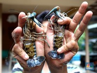 Trenggono: Singapura-Vietnam Untung Besar dari Lobster RI!