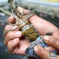 Terungkap! KPPU Temukan Permainan Ekspor Benih Lobster