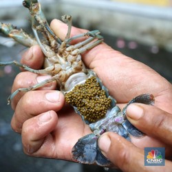 Terungkap! KPPU Temukan Permainan Ekspor Benih Lobster