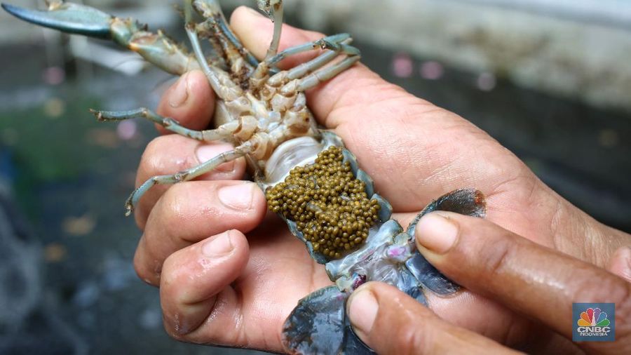 Lobster air tawar. (CNBC Indonesia/Tri Susilo)