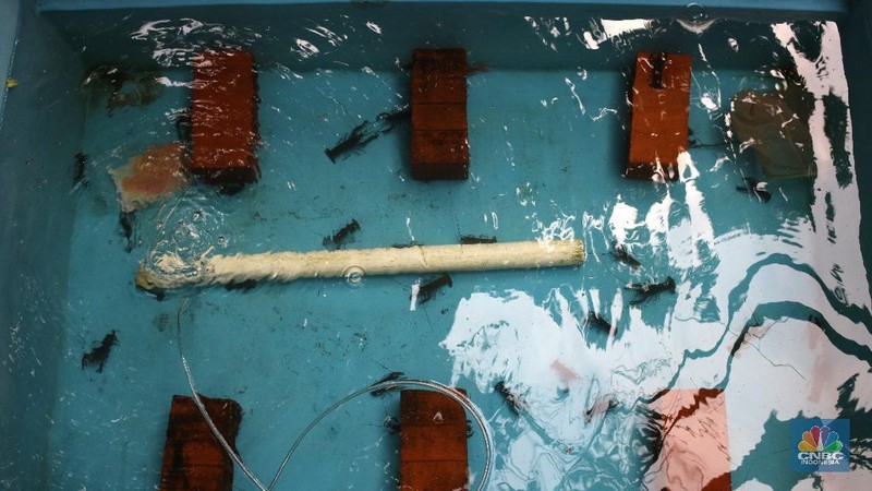 Lobster air tawar. (CNBC Indonesia/Tri Susilo)