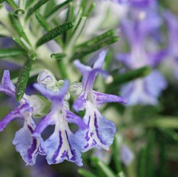Wow Fungsi Ganda! 6 Tanaman Obat Bisa Percantik Rumah