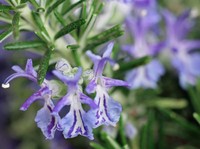 Cantik & Memesona, 5 Tanaman Hias Bisa Jadi Obat Herbal