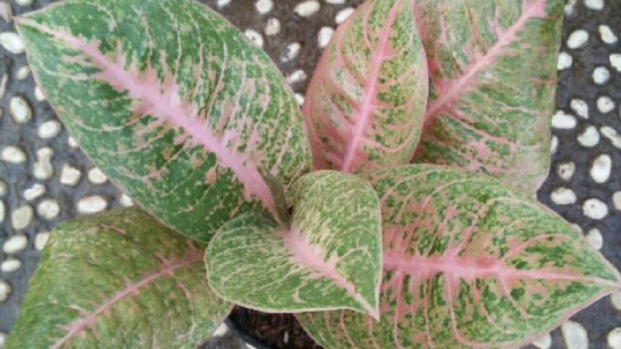 Aglaonema harlequin. Ist
