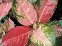 Simak 5 Cara Ini untuk Perbanyak Tanaman Hias Aglaonema