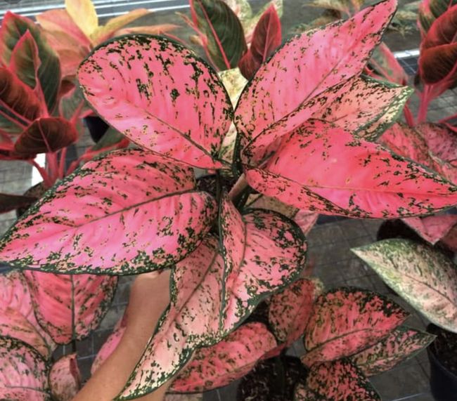 7 Tanaman Aglaonema Merah Paling Hits, Ini Daftar Harganya