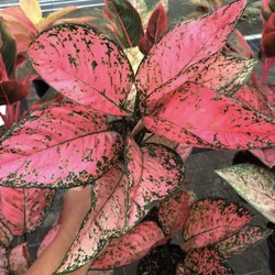 Tanaman Hias Aglaonema Masih Populer, Apa Saja Daya Tariknya?