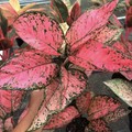 7 Tanaman Aglaonema Merah Paling Hits, Ini Daftar Harganya
