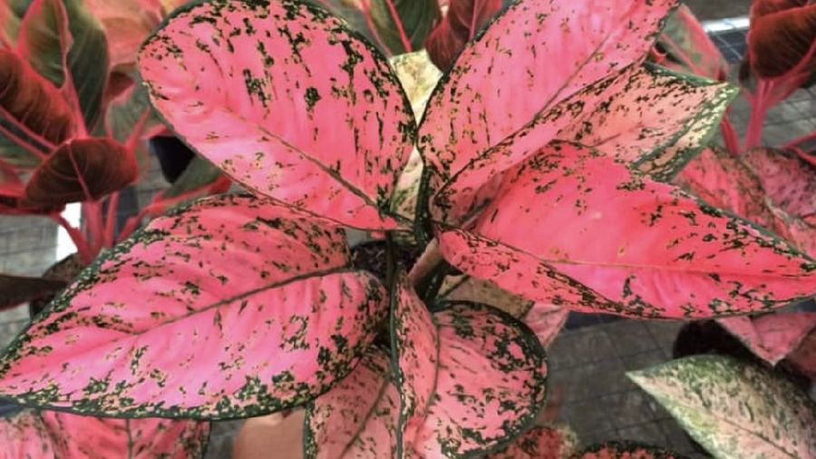 Aglaonema red peacock. Ist