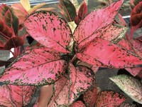7 Tanaman Aglaonema Merah Paling Hits, Ini Daftar Harganya