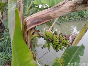 Niat Ambil Pelepah Pisang, Fadil Hanyut hingga Akhirnya Meninggal Dunia