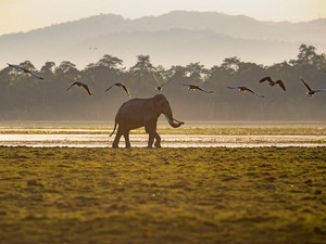 Banjir Berlalu, Taman Nasional Kaziranga Dibuka Kembali