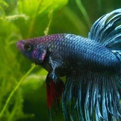 Mau Cuan Gede dengan Modal Minim? Coba Bisnis Ikan Cupang