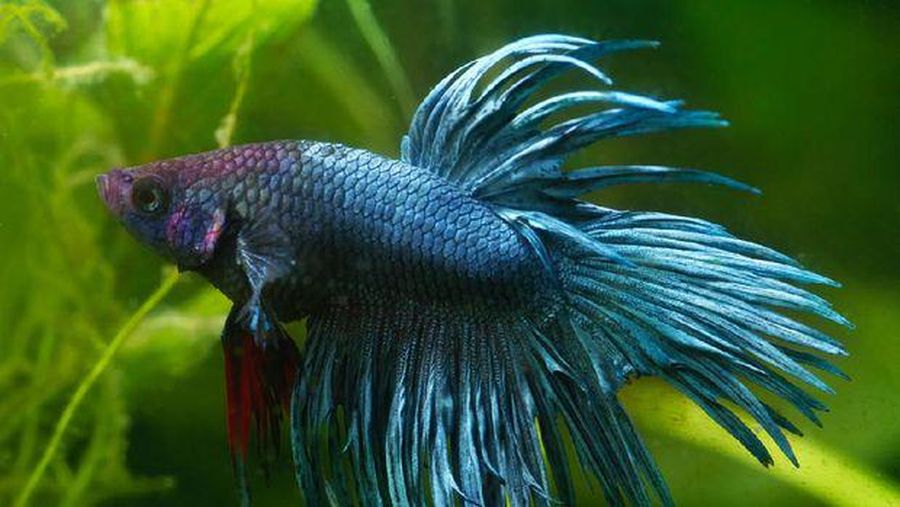 Ikan Cupang Crown Tail. Ist