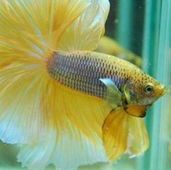 11 Jenis Ikan Cupang Termahal, Ada yang Tembus Puluhan Juta!