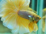 10 Jenis Ikan Cupang Cantik untuk Dipelihara di Rumah