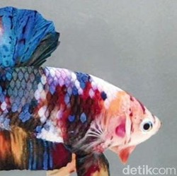 Mau Memelihara Ikan Hias? Yuk Cek Jenis dan Harganya