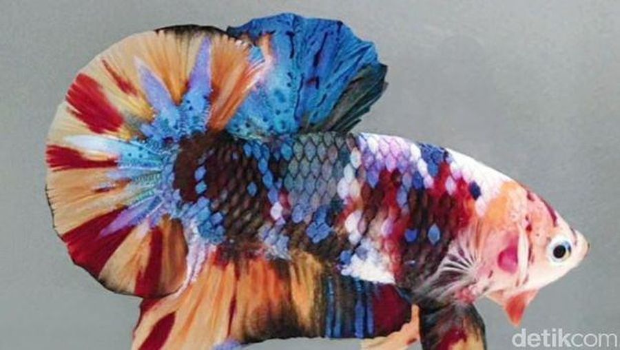 Ikan Cupang Paradise. Ist