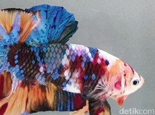 Mau Memelihara Ikan Hias? Yuk Cek Jenis dan Harganya